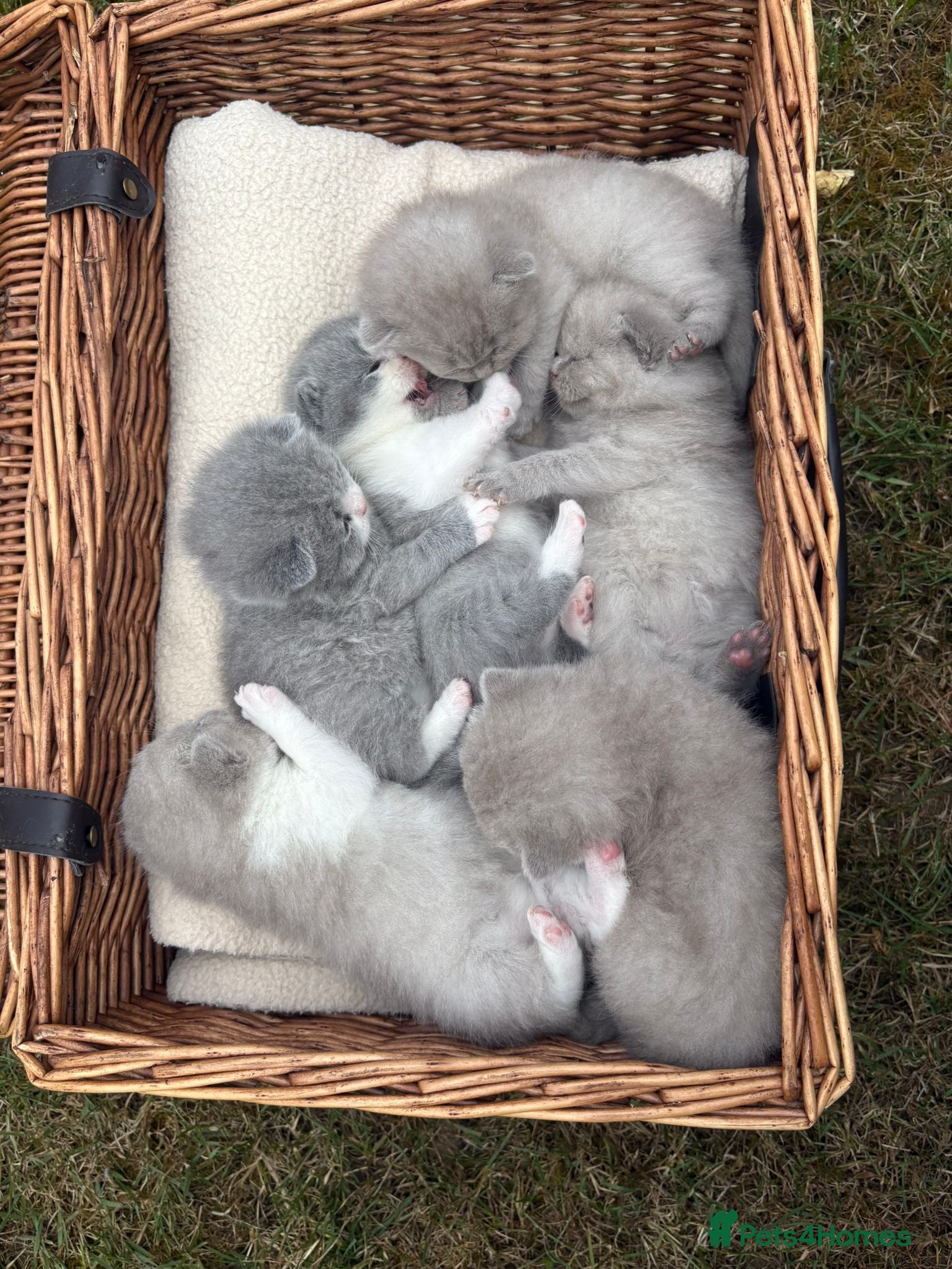 Scottish Fold cats for sale: 6 Scottish fold kittens  in Grays - Advert 2