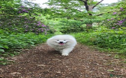 Samoyed dogs for stud: Samoyed  - Image 3