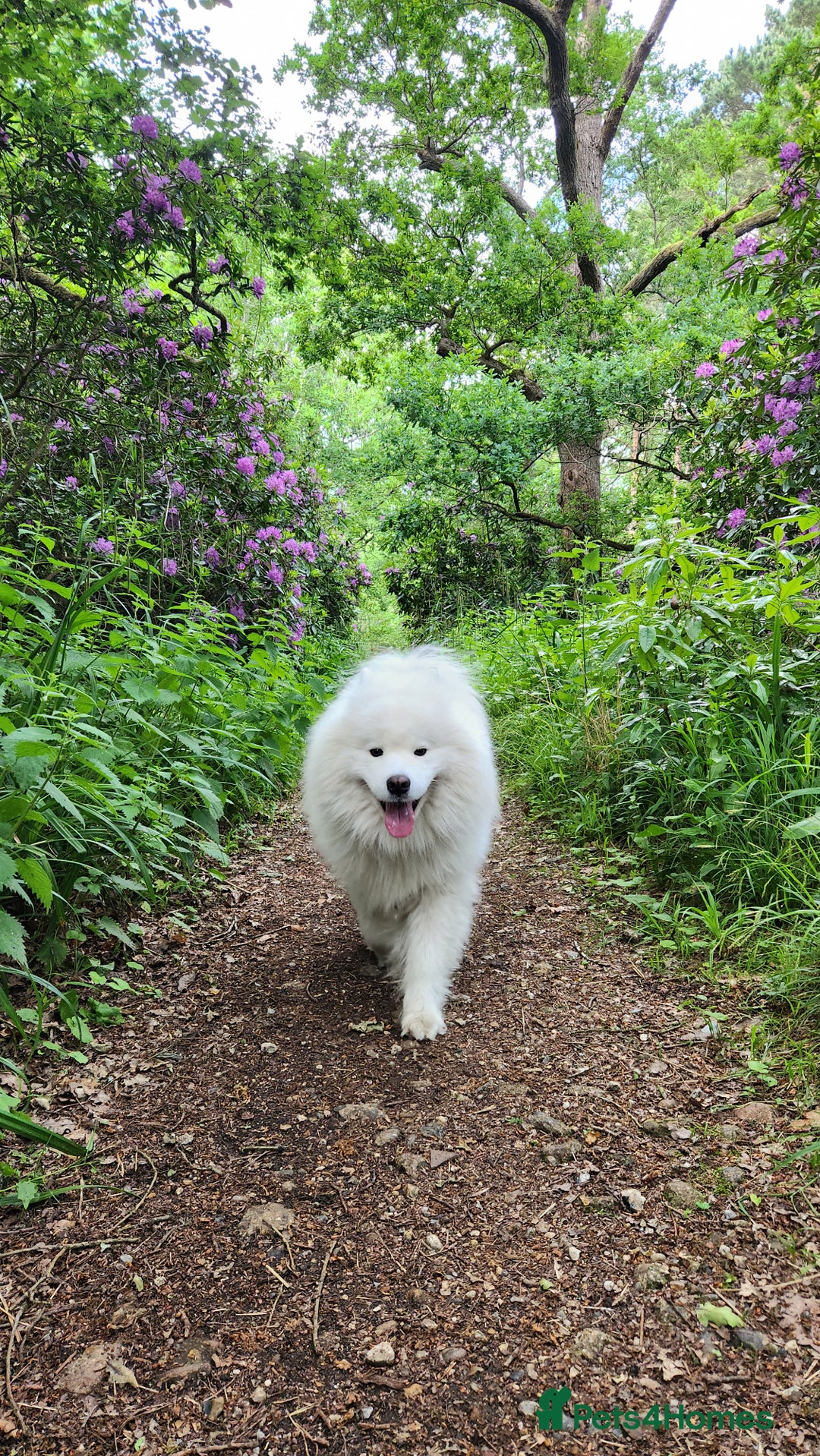 Samoyed dogs for stud: Samoyed  - Image 3