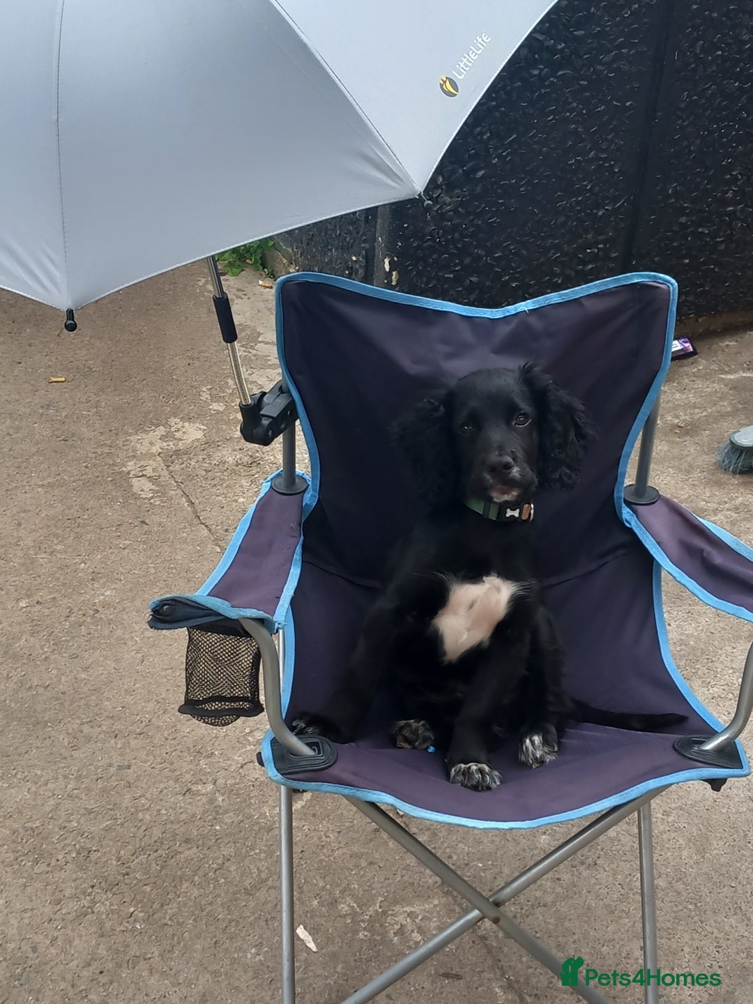 Cocker Spaniel dogs for sale: Rocco - Image 3