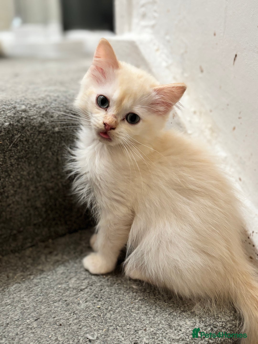 Ragdoll cats for sale: TICA red tabby point mink cherubim - Advert 2