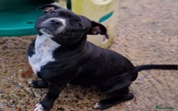 Staffordshire Bull Terrier dogs for sale: Are You Ready To Meet Your New Bestfriend? 🐾 - Image 17