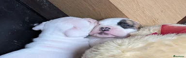 American Bulldog 