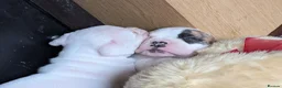 American Bulldog dogs for sale: American bulldog puppies - Advert 24