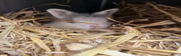 Lionhead rabbits for sale: Baby lionhead Rabbits  - Advert 7
