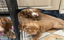 Cocker Spaniel dogs for sale: Cocker spaniel puppies  - Image 8