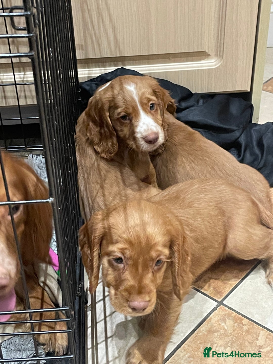 Cocker Spaniel dogs for sale: Cocker spaniel puppies  - Image 8