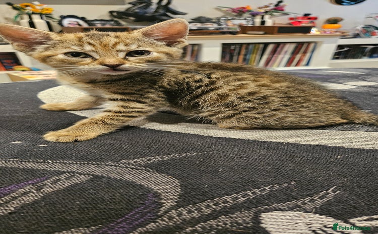 Mixed Breed cats - Advert 6