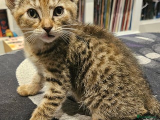 Mixed Breed cats - Advert 4