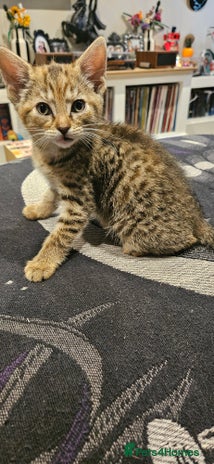 Mixed Breed cats - Advert 4