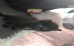 Mixed Breed cats for sale: mixed breed kittens  - Advert 4