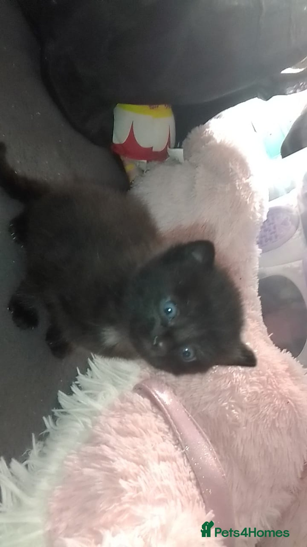 Mixed Breed cats for sale: mixed breed kittens  - Advert 4