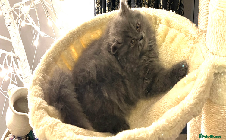 Persian cats - Advert 3