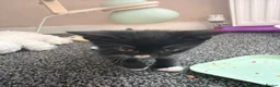Mixed Breed cats for sale: 5 kittens for sale.  in Ashford - Advert 4