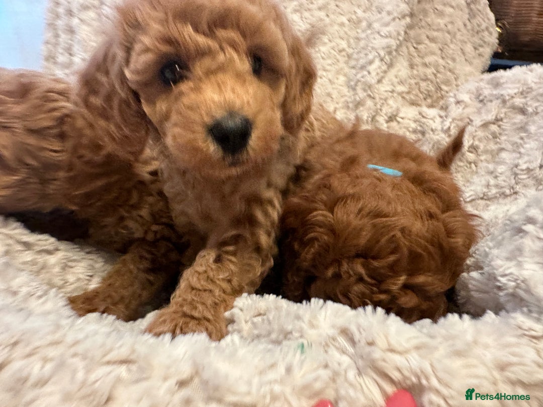 Toy Poodle dogs for sale: 🤎Toy poodles🤎 - Image 11