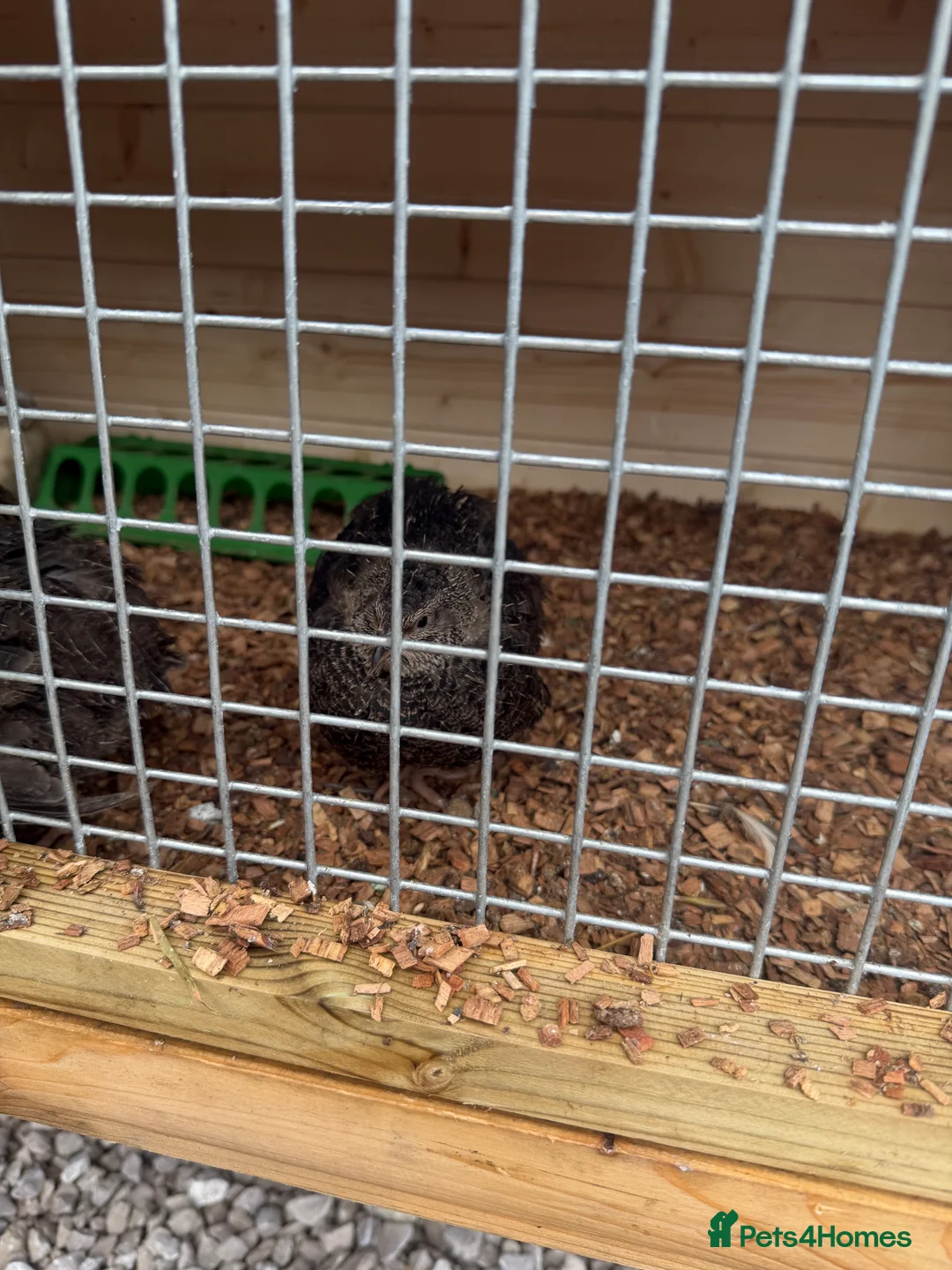 Quail poultry for sale: Jumbo quail 5 hens 1 cock - Advert 3