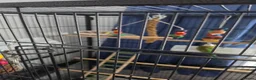 Budgerigars birds for sale: Budgies for sale  in Canvey Island - Advert 4