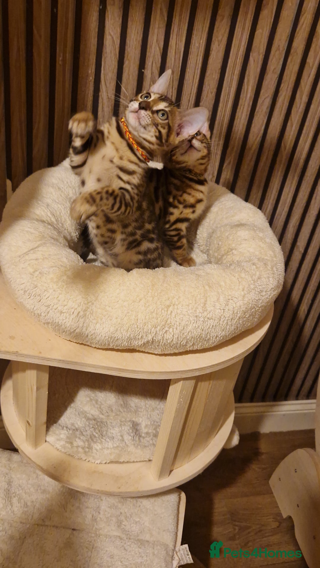 Bengal cats for sale: Beutifull kittens❤️ - Advert 11