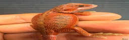 Bearded Dragon reptiles for sale: Stunning Baby Bearded Dragons – Monster x Spanish  - Advert 8