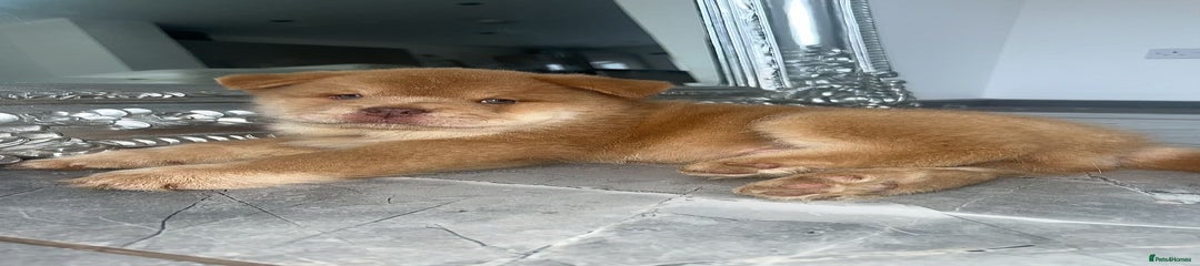 Chow Chow Puppy 1