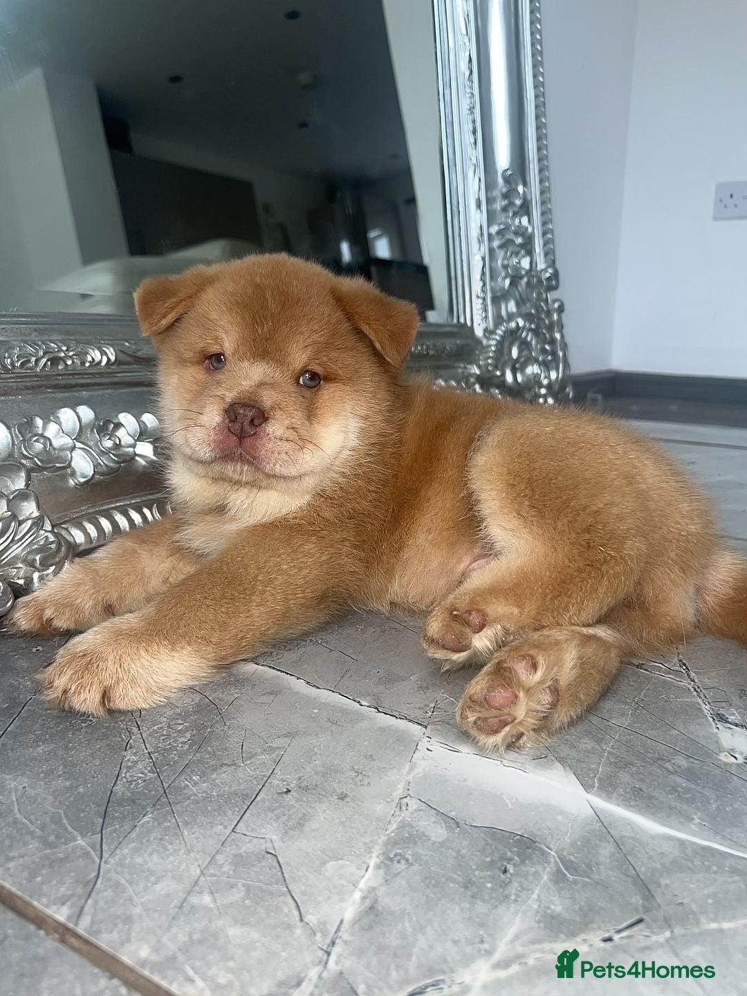 Chow Chow dogs for sale: Real life mini lion 💙🦁 - Image 1