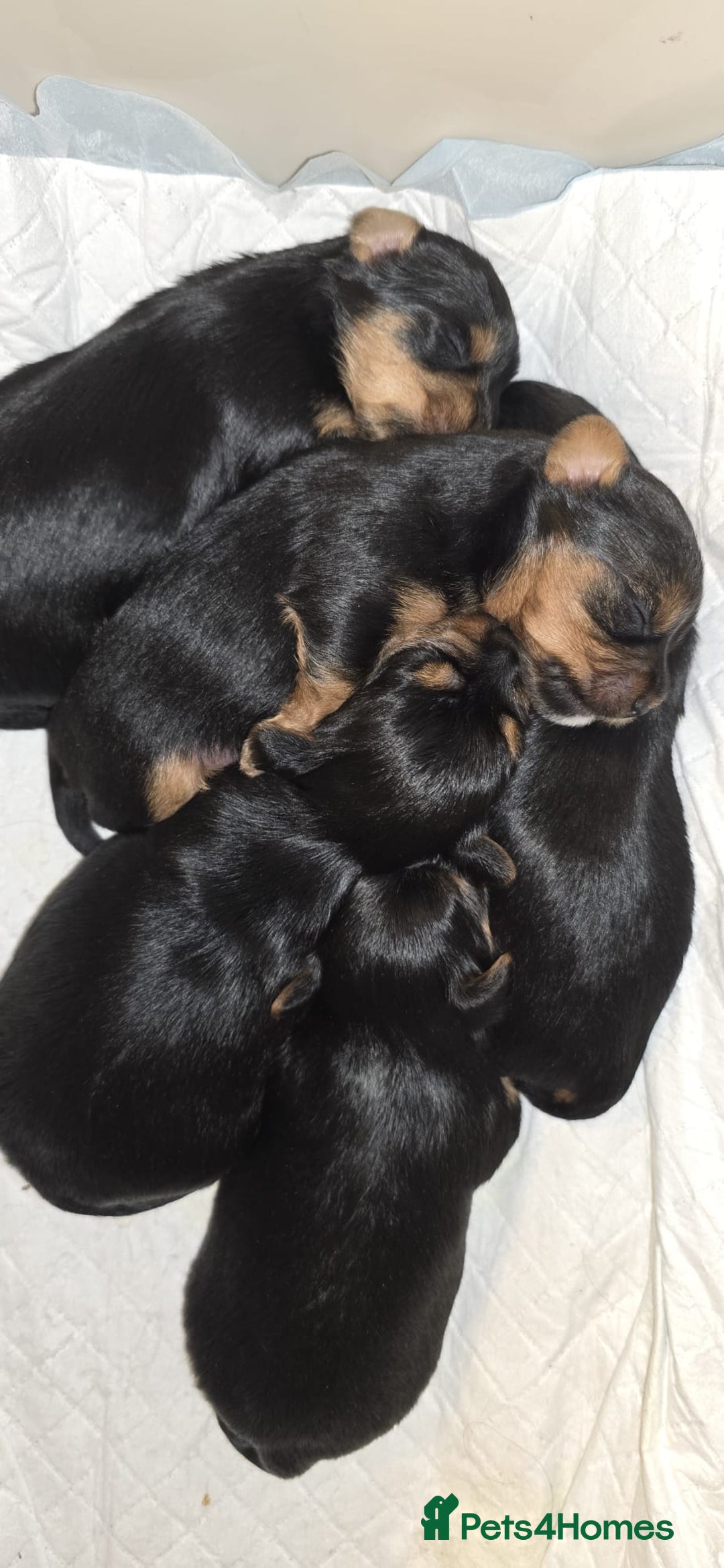 Yorkshire Terrier dogs for sale: ✨ Exquisite Yorkshire Terrier Puppies Available ✨ - Advert 11