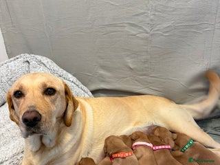 Labrador Retriever dogs Beautiful Litter of 11 Labradors - Advert 2