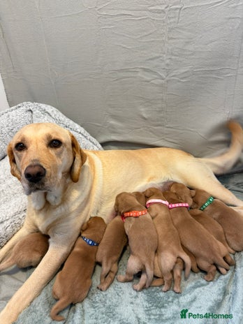 Labrador Retriever dogs - Advert 2