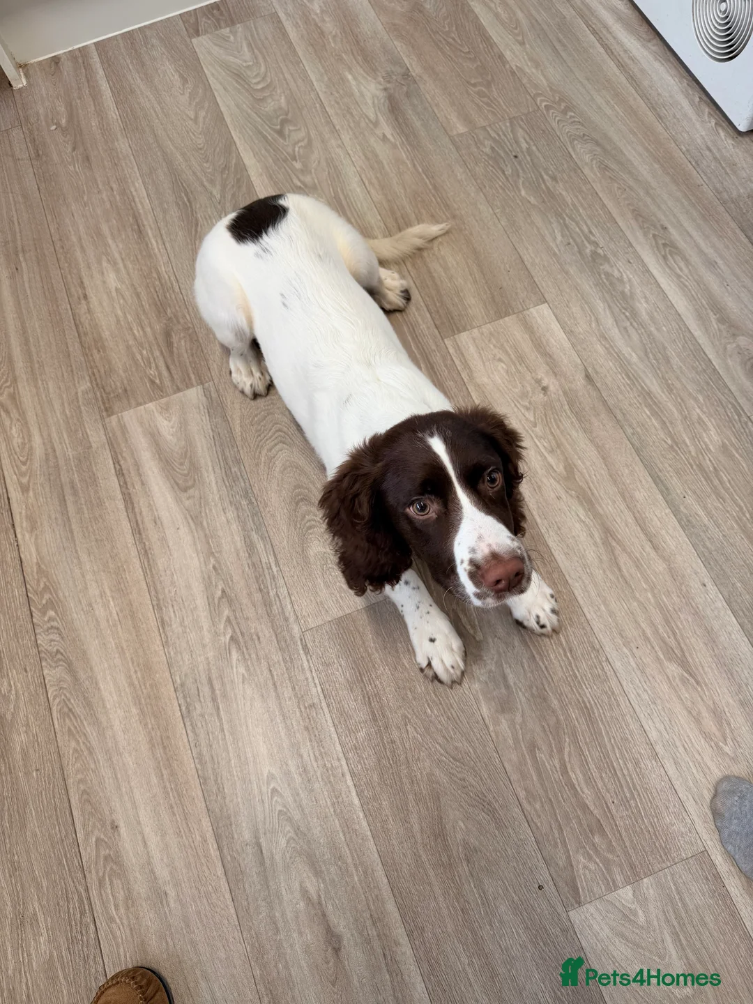 English Springer Spaniel dogs for sale: Male english springer spaniel  in Studley - Advert 3
