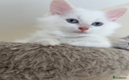 Siberian cats for sale: GCCF Registered Siberian kitten For Sale  - Image 4
