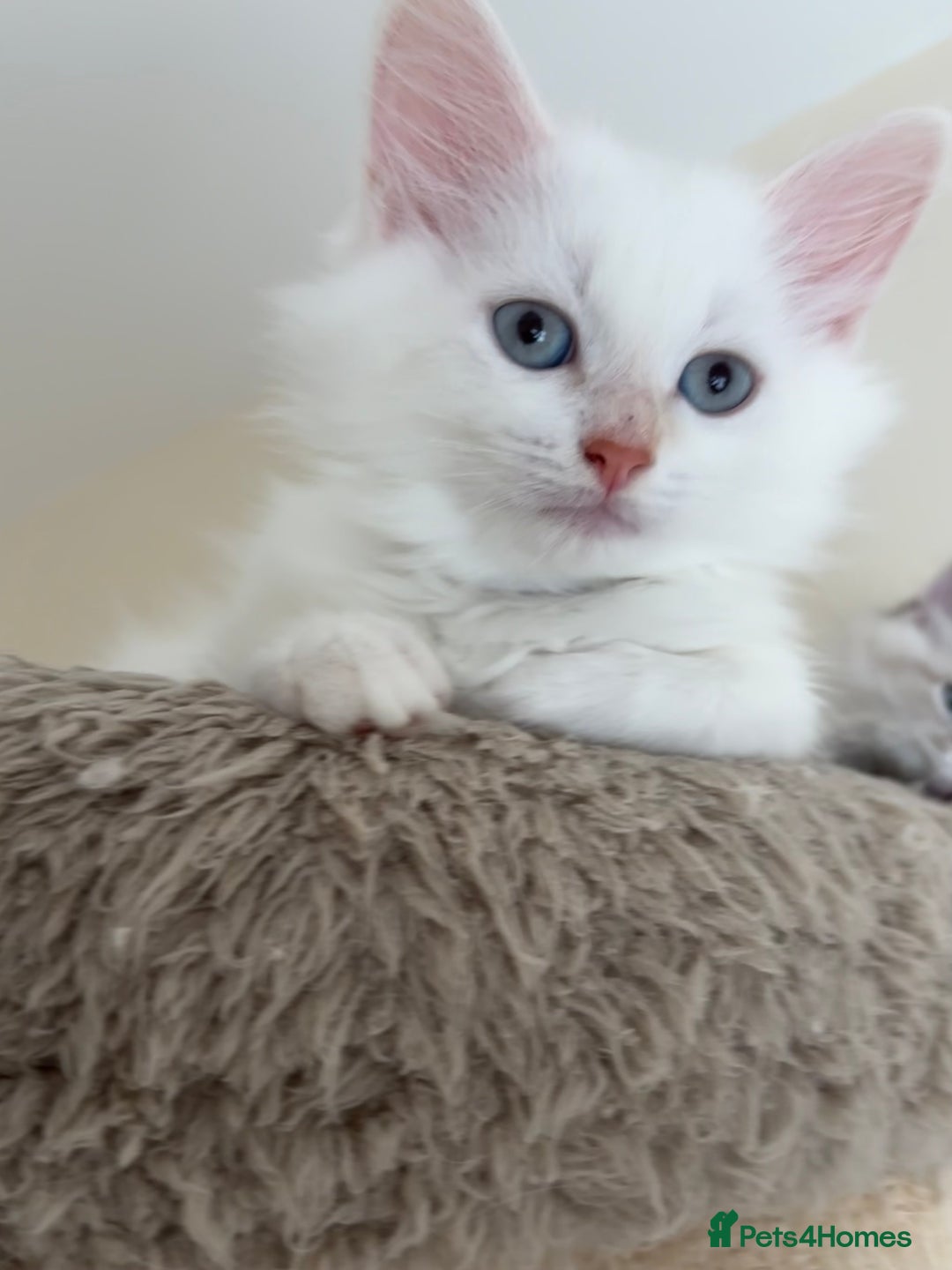 Siberian cats for sale: GCCF Registered Siberian kitten For Sale  - Image 4