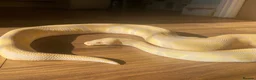 Python Snake reptiles for sale: Ball Pythons looking for new home  - Advert 3