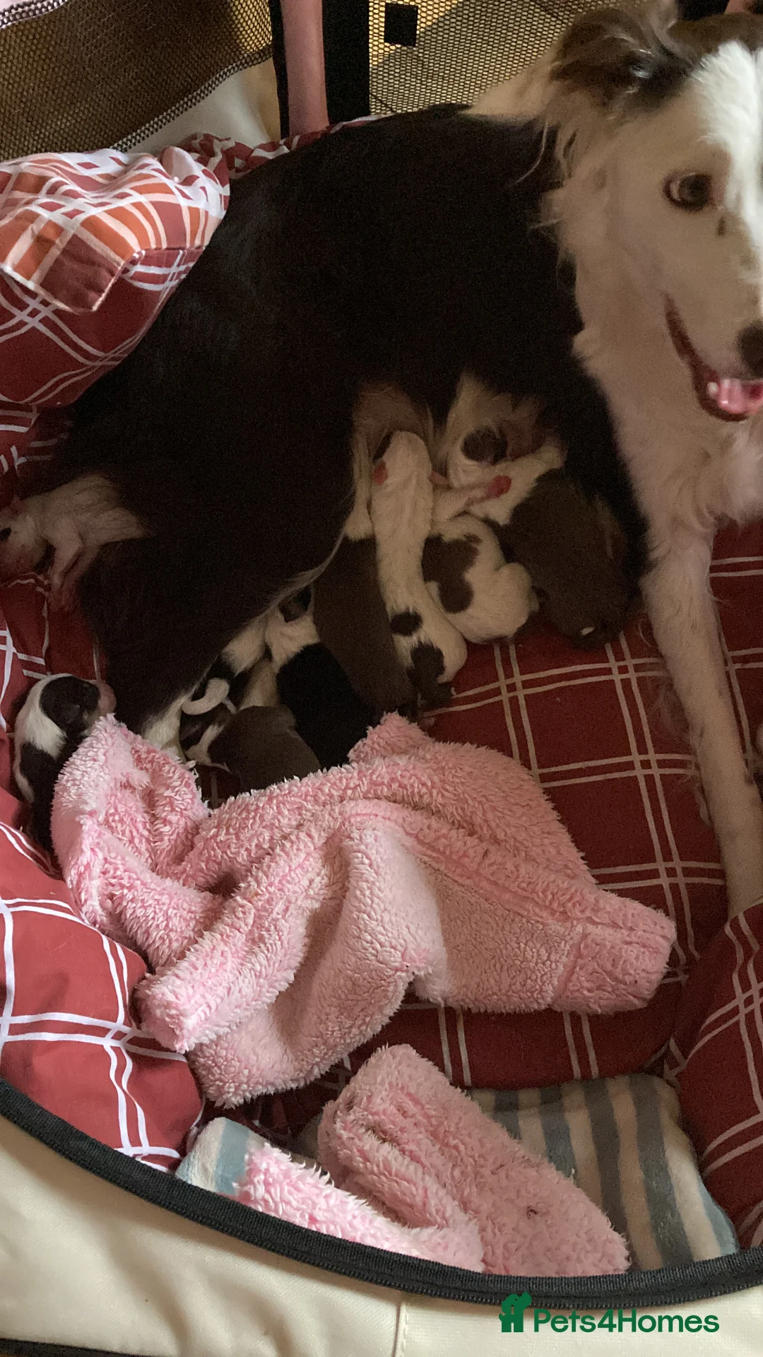 Mixed Breed dogs for sale: Stunning Sprollie puppies for sale in Gourock - Advert 2