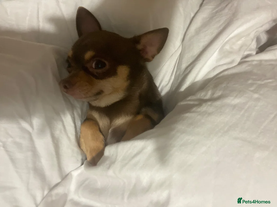 Chihuahua dogs for sale: Tiny chihuahua  in Macclesfield - Advert 2