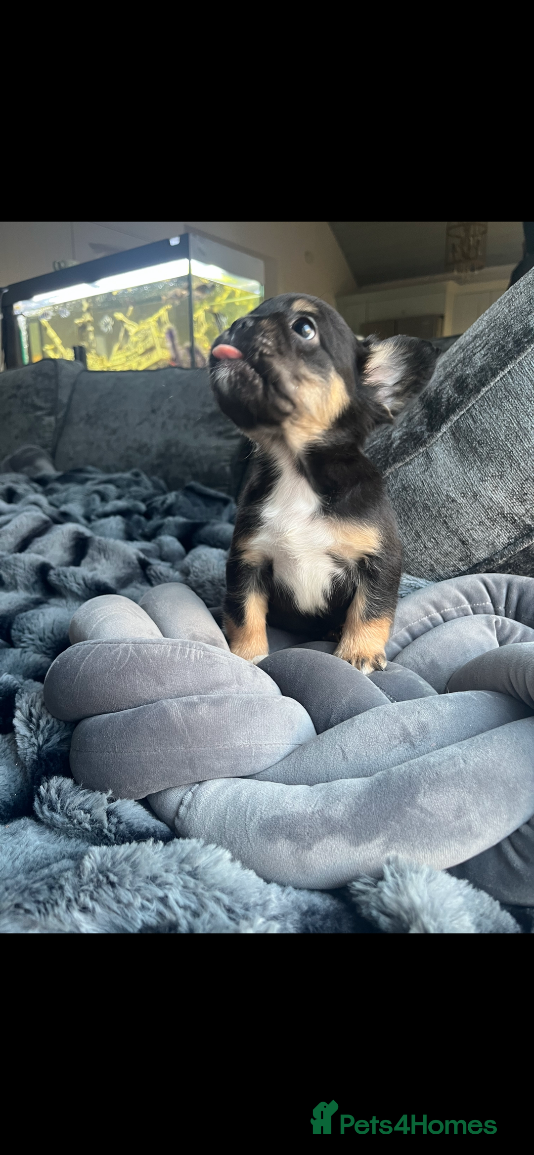 French Bulldog dogs for sale: Beautiful full fluffy frenchies  - Advert 7