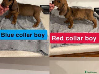 Dachshund dogs Dachshund pups for sale - Advert 1