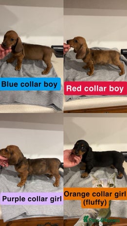 Dachshund dogs Dachshund pups for sale - Advert 1