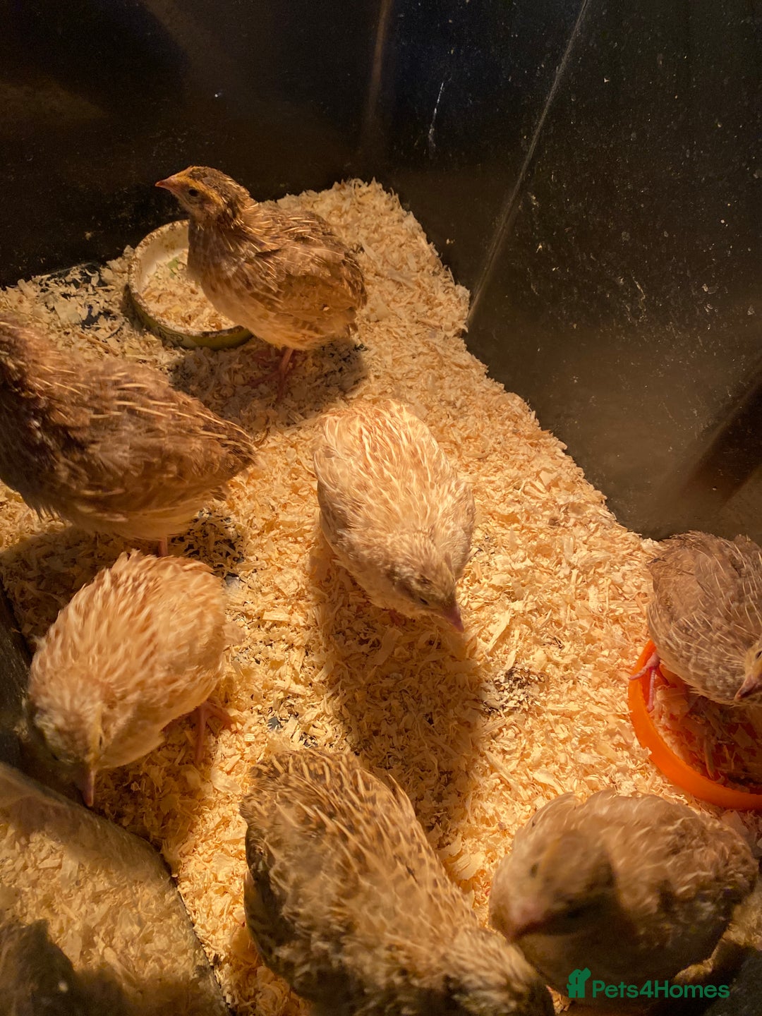 Quail poultry for sale: Quail male and female - Advert 1