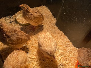 Quail poultry Quail male and female - Advert 7