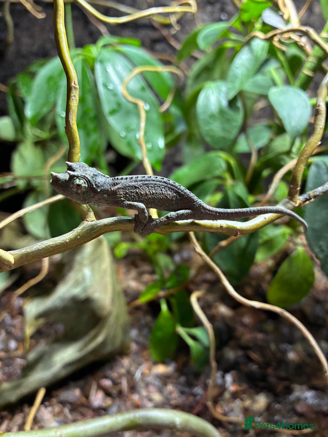 Chameleon reptiles for sale: Jackson Chameleons - Advert 4