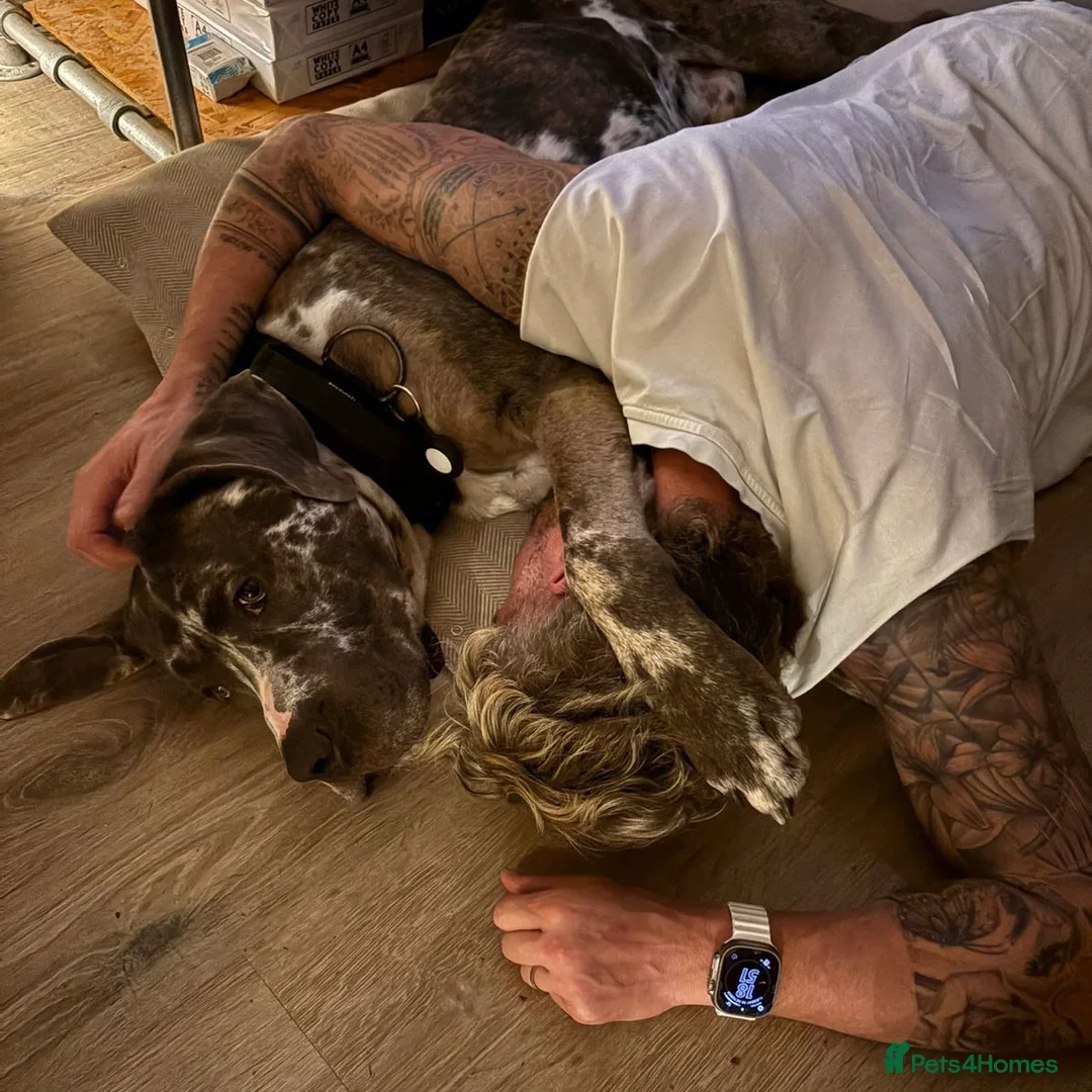 Mixed Breed dogs for adoption: Blue (Cane Corso mix) - Advert 21