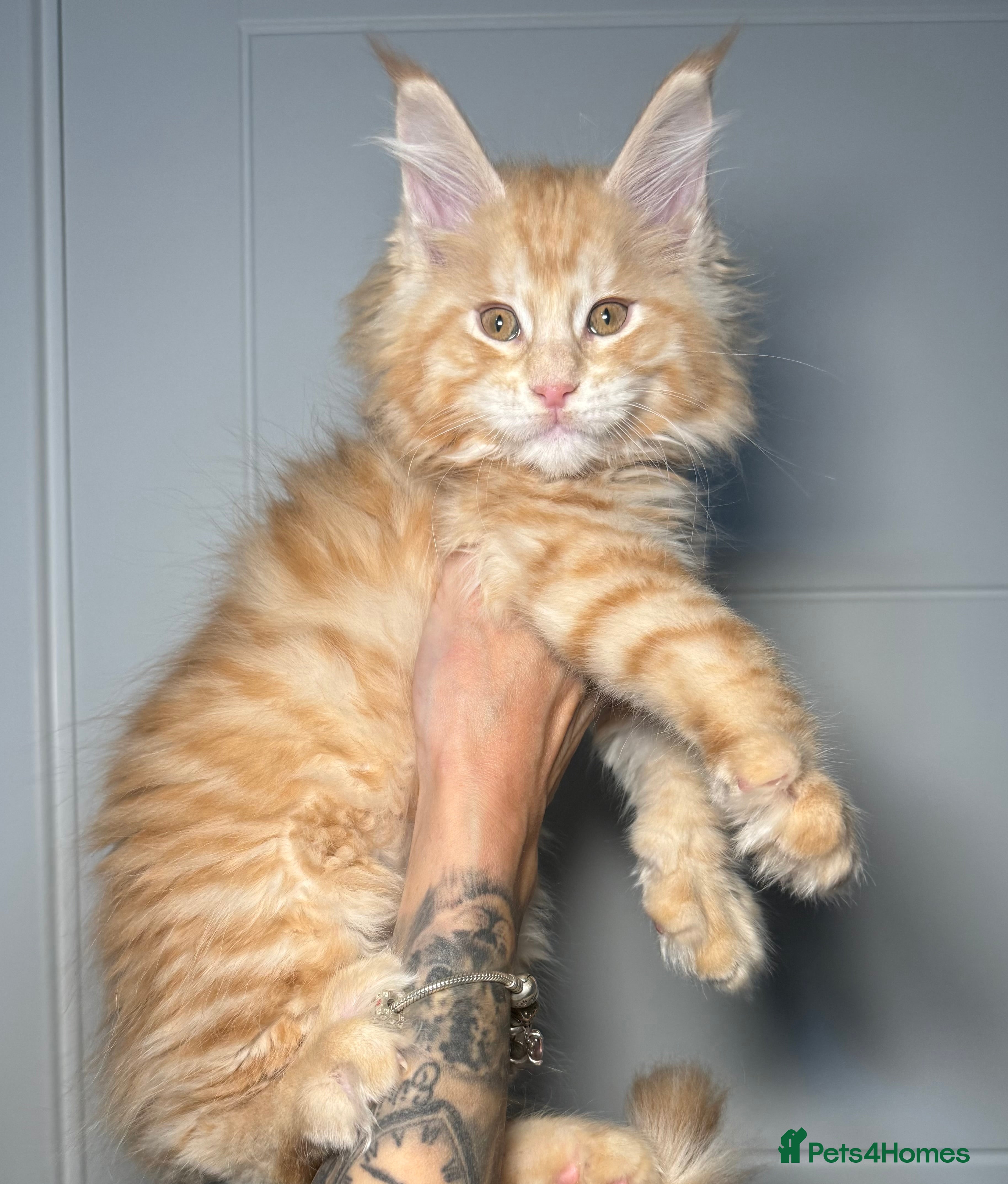 Maine Coon cats Champion line kittens, ready to reservation🥰 - Advert 1