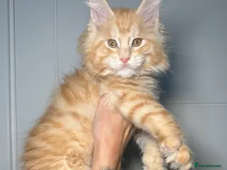 Maine Coon cats Champion line kittens, ready to reservation🥰 - Advert 1