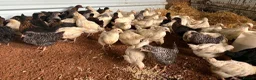 Chickens poultry for sale: Hybrid . Silkie . Pekin and Orpington Pullets  - Advert 3