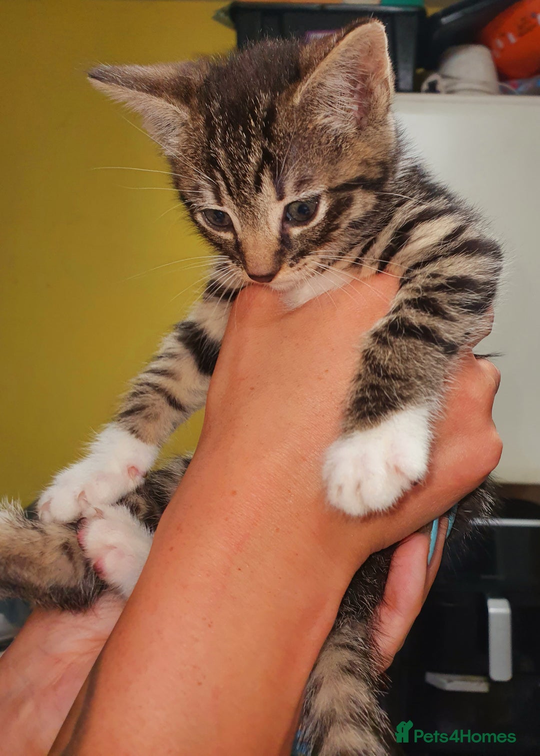 Mixed Breed cats for sale: Little maple - Advert 3