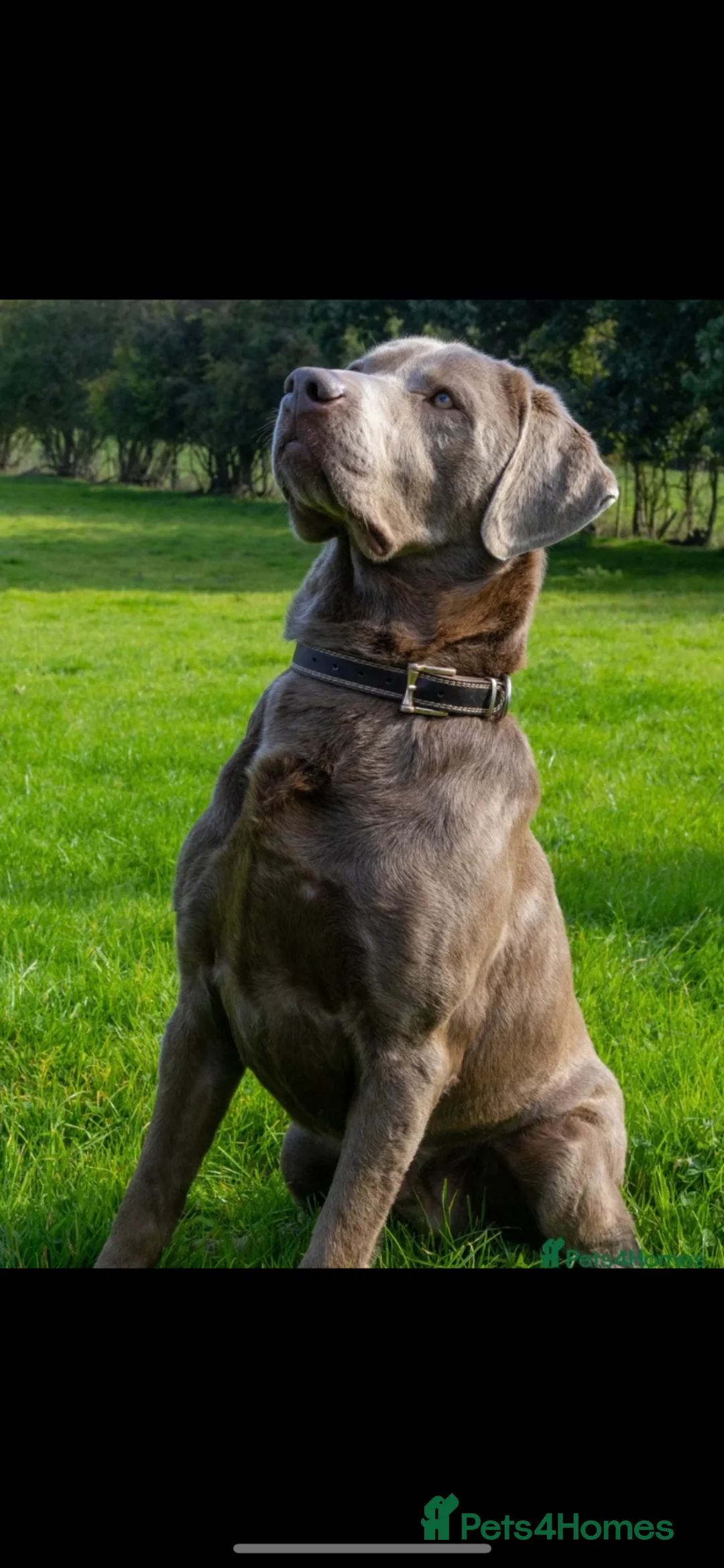 Labrador Retriever dogs for sale: Gorgeous Silver Labrador Puppies  - Advert 10