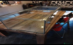 Turtle reptiles for sale: African mud turtles. - Advert 4