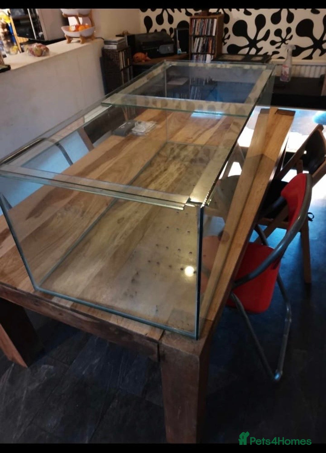 Turtle reptiles for sale: African mud turtles. - Advert 4