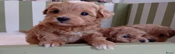 Maltipoo dogs for sale: Exquisite Maltipoo Baby Girls in Heathfield - Advert 2