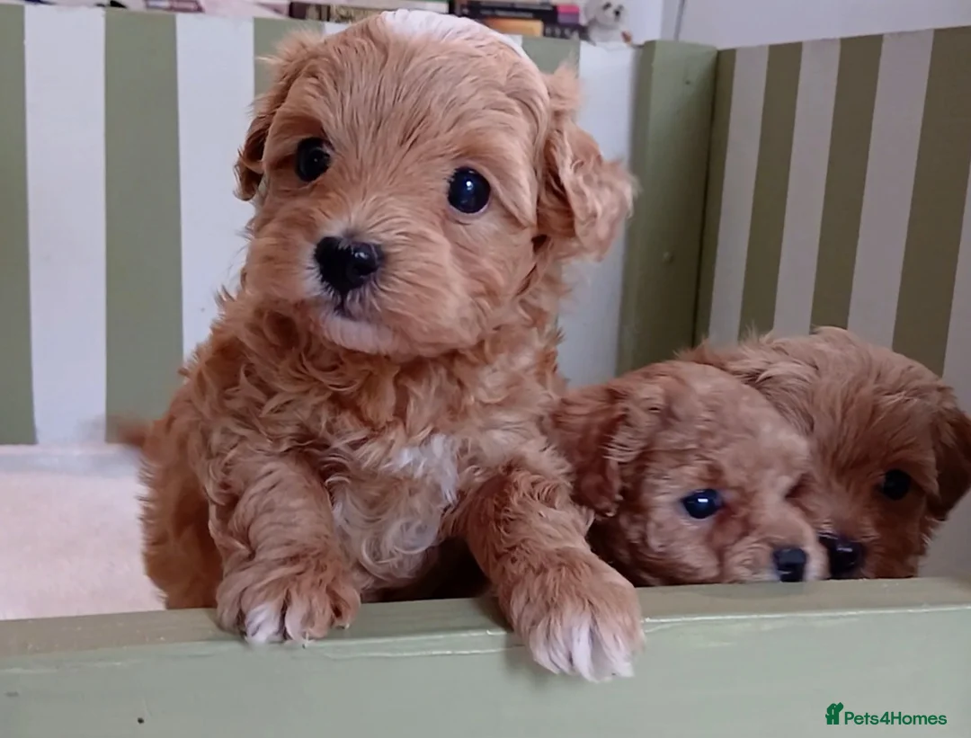 Maltipoo dogs for sale: Exquisite Maltipoo Baby Girls in Heathfield - Advert 2